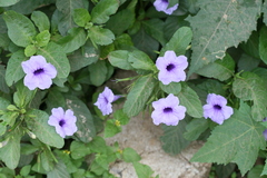 Ruellia tuberosa